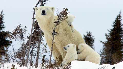 polar bear with little bears