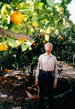 Krishnamurti in Ojai, Orange Garden