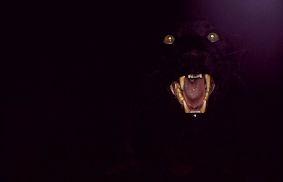 Black Cat in a Dark Room