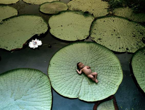 The Lotus Paradise
