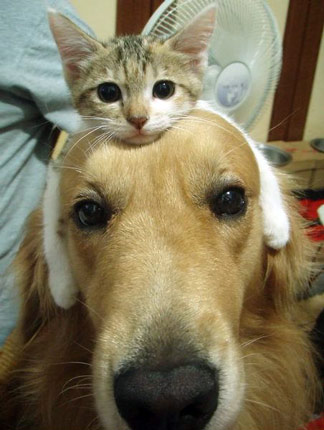 cute photo of cat and dog